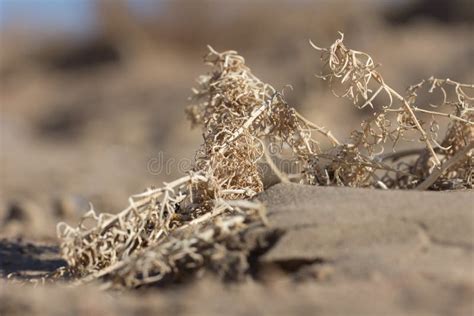 Dry Yellow Grass In The Sand Stock Image Image Of Environment Field