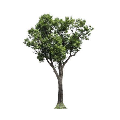 tree  stock  images  pictures   tree