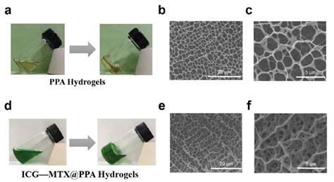 A The Sol Gel Transition Of Ppa Gels At C And Its Sem Image