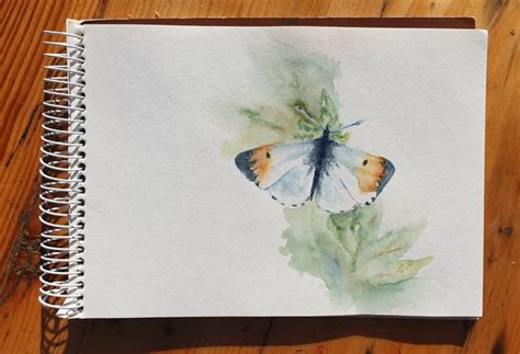 Orange Tip Butterfly Drawing By Rubina Doodle Addicts