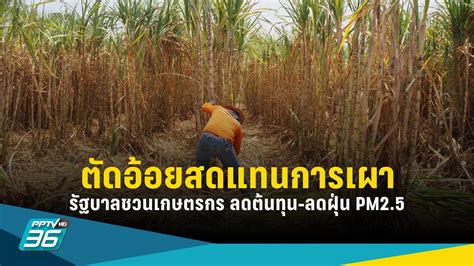 รัฐบาลชวนเกษตรกร ตัดอ้อยสดแทนการเผา ลดต้นทุน ลดฝุ่น Pm25 Pptvhd36