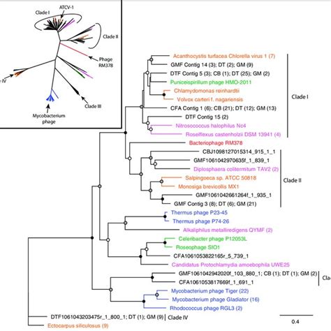 Fig S2 Unrooted Maximum Likelihood Tree With 100 Bootstrap Replicates Download Scientific