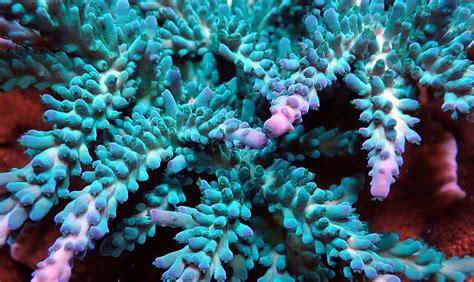 VPC Coraux L Acropora Coraux et aquariophilie récifale