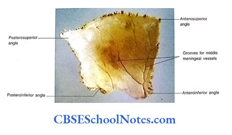 Bones Of The Skull Notes Cbse School Notes