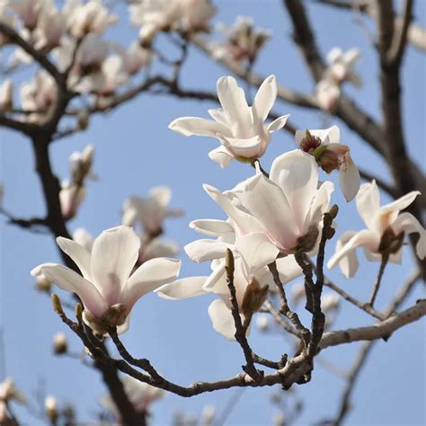 20PCS Hot Sale Rare White Magnolia Potted Magnolia Flower Bonsai Pot