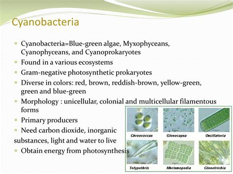 PPT - Harmful Cyanobacterial Blooms PowerPoint Presentation, free ...