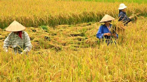 Summer Harvest Ng Palay Sa Luzon Masagana Sa Kabila Ng Umiiral Na