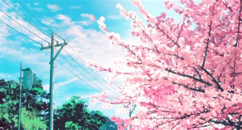 Cherry Blossom Tree S Get The Best  On Giphy
