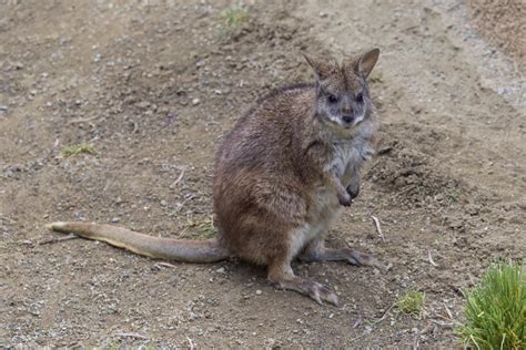 Parma Wallaby | San Diego Zoo Institute for Conservation Research