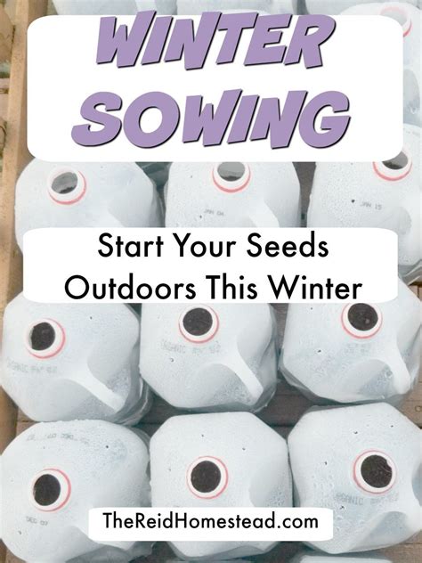 What Is Winter Sowing Follow My Tutorial On Winter Sowing Using Milk