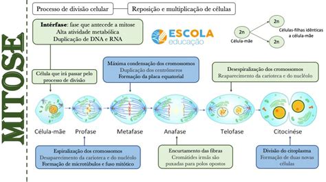 Mapa mental Mitose Baixe o mapa mental grátis em PDF