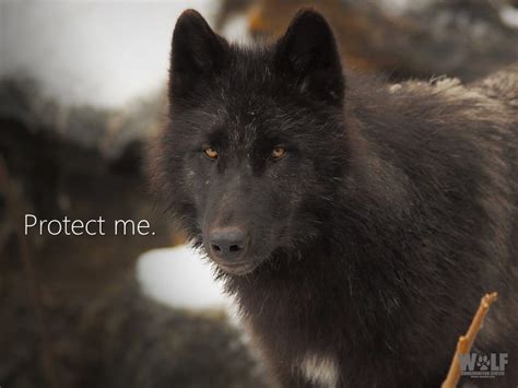 Endangered Species Protection Denied to Rare Alexander Archipelago Wolf ...