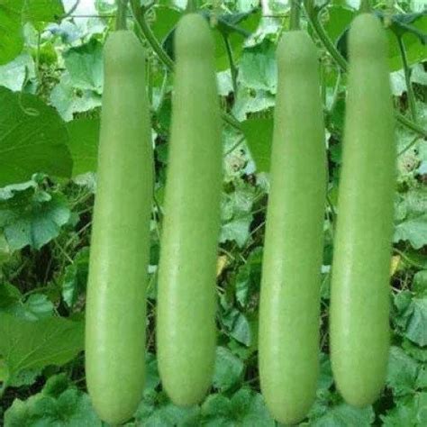 Bottle Gourd 30 Seeds Gourd Seeds Nam Tao Ngam India Etsy