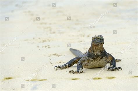 Marine Iguana Amblyrhynchus Cristatus Subspecies Isabela Editorial