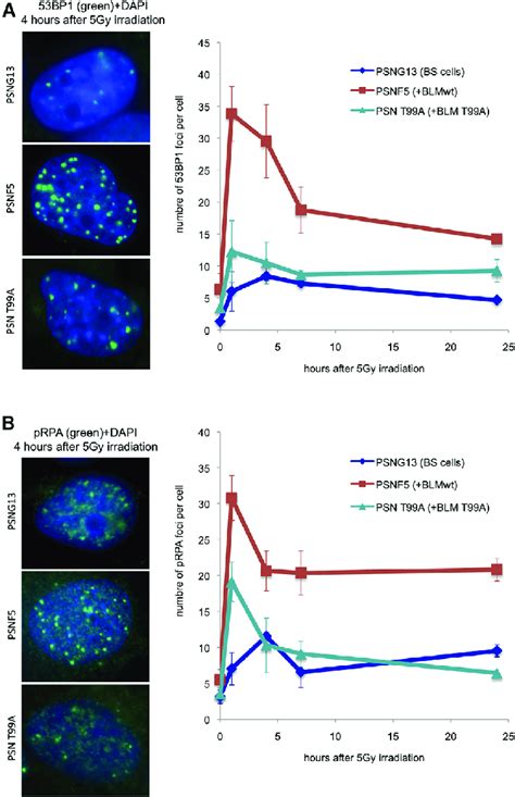 Blm Favors The Assembly Of Both Radiation Induced Bp And Prpa Foci