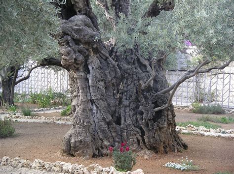 Olive Tree Garden Of Gethsemane Garden Of Gethsemane Olive Trees