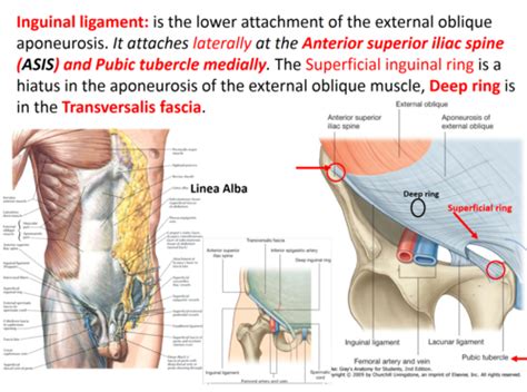 Anterior Abdominal Wall And Inguinal Region Flashcards Quizlet