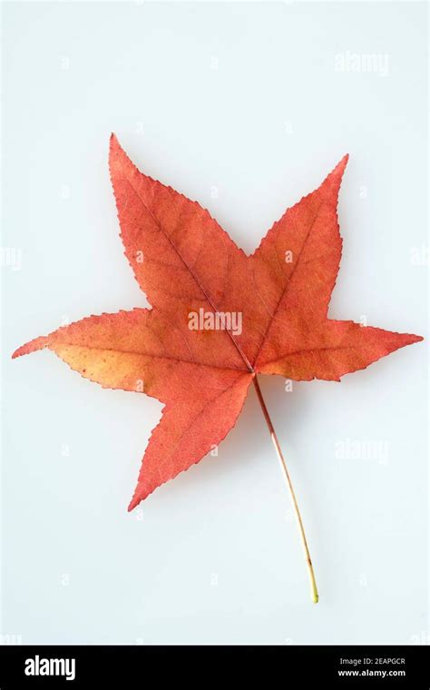 Rotes Liquidambar Blatt Hi Res Stock Photography And Images Alamy