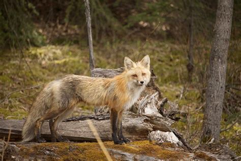 Découvrez Toute La Richesse De La Faune Au Parc National De Banff