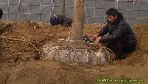 “一键绿化”之树木移植现场实录 清馨园林