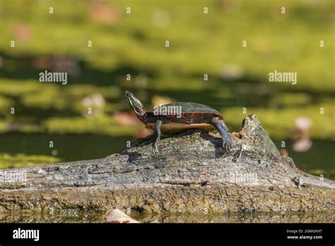 La Tortuga Pintada Chrysemys Picta Es La Tortuga Nativa M S Extendida