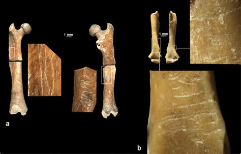 Modifications On Micromammal Bones Of Cova De Les Malladetes A Right