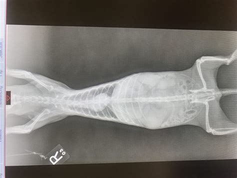 I Stepped On My Ferret The Modern Ferret