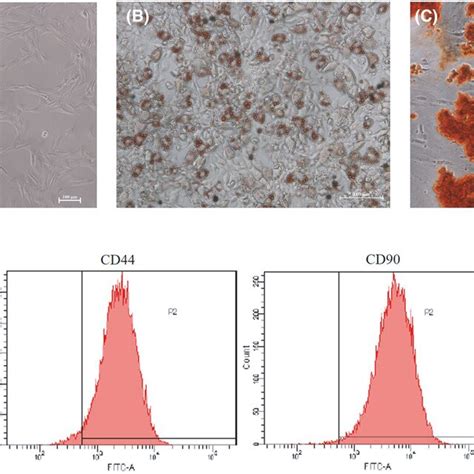 Identification Of Adscsexo A Morphology Of Adscsexo By Tem