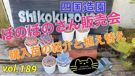 【多肉植物】【ベランダ多肉】【ぼのぼのさん販売会in四国造園】【狩っ多肉の紹介】【リンダリンダ】【チェリーボンボン】 Youtube