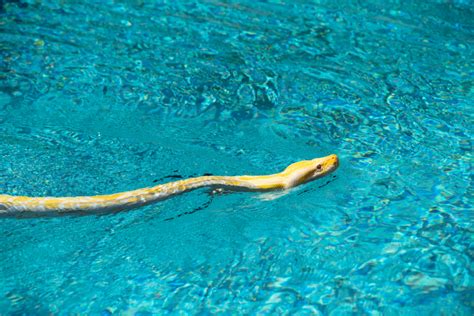 Snake In Pool Safe Removal And Prevention Tips