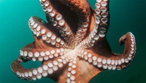 Friendly Giant Pacific Octopus Gives Diver A Big Tentacley Hug Iflscience