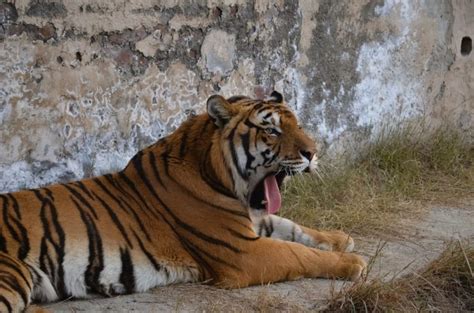 Ranthambore Wildlife Sanctuary – How to Plan your Tour?