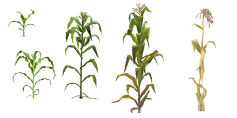 Corn Plant