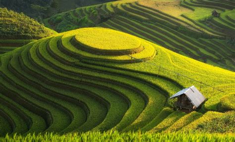 Fotografi Landscape dengan tema Sawah Tropis di Katulistiwa - Dzargon