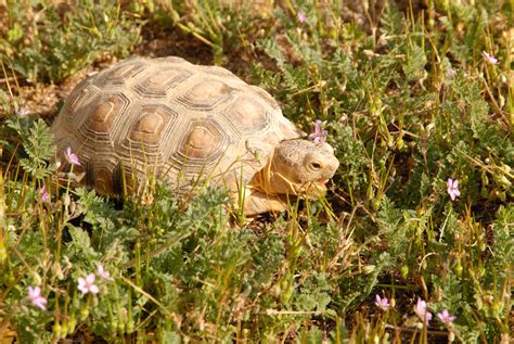 Come Out Of Your Shell Adopt A Desert Tortoise Edwards Air Force