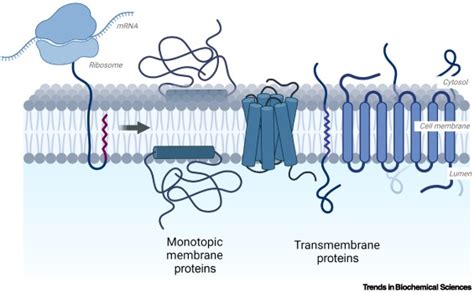 Membrane Protein Synthesis No Cells Required Trends In Biochemical