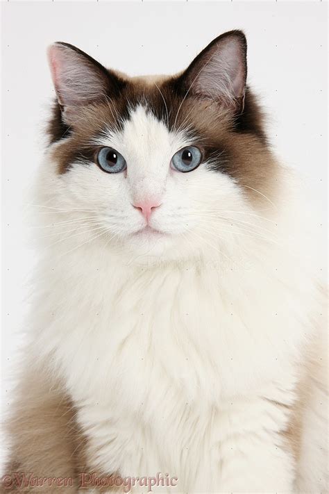 Ragdoll Cat Photo Wp39768