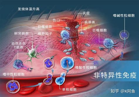 忙碌的免疫系统是怎么时刻保护我们的身体 知乎