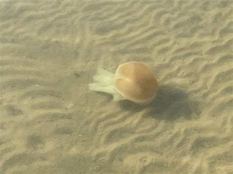 Blue Blubber Jelly From Townsons Bay Blakehurst NSW AU On November 2