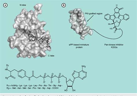 Figure 2 From Tinkering Outside The Kinase ATP Box Allosteric Type IV