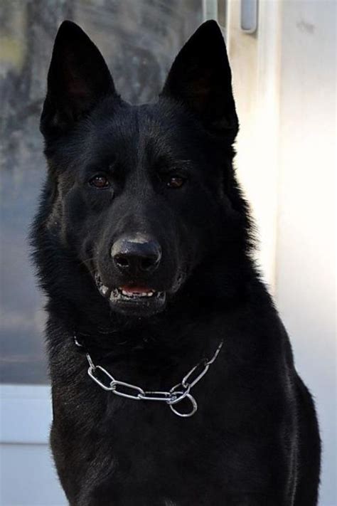 Black German Shepherd With Blue Eyes - aspca kills animals