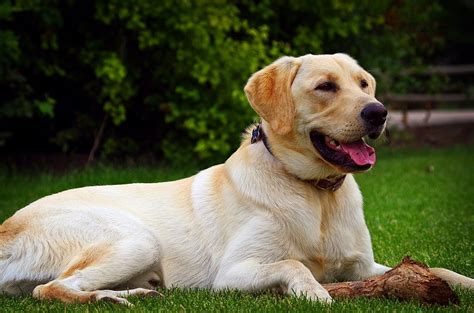 Labrador Spotted Riding In Sidecar On Brussels Ring