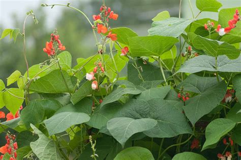 How To Plant And Grow Scarlet Runner Beans Gardeners Path