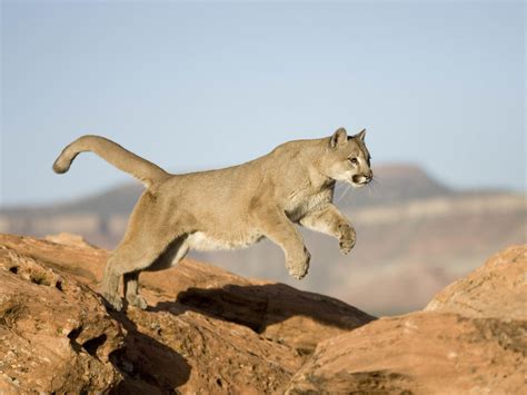 Colorado Runner Kills Mountain Lion In Self Defense Npr