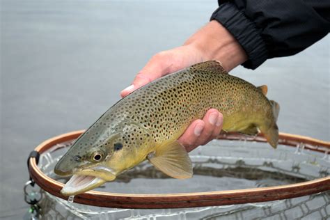 Montana Native Fish Wilderness Cutthroats