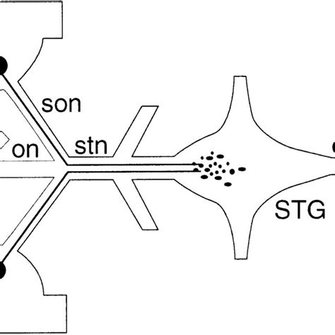 A Schematic Representation Of The Stomatogastric Nervous System The