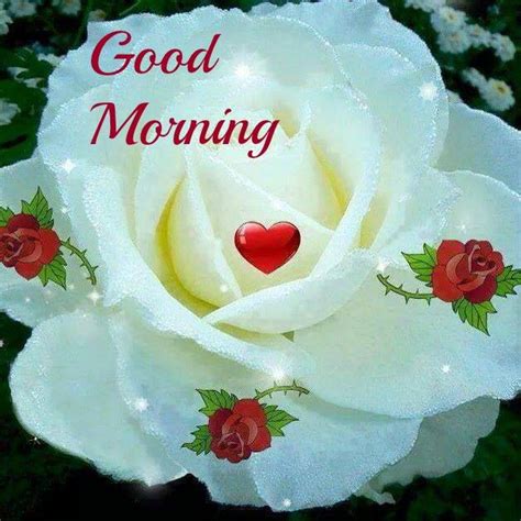 Morning With White Rose Good Morning Wishes Images