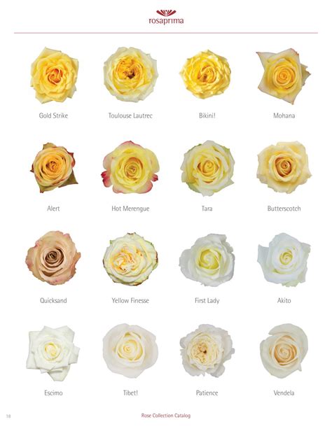 Rosaprima Rose Collection Catalog By Maria Jose Arias Issuu