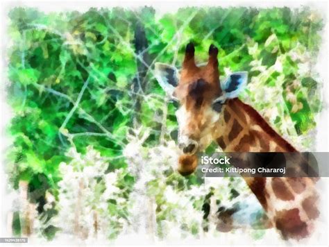 Giraffe Head Watercolor Style Illustration Impressionist Painting Stock