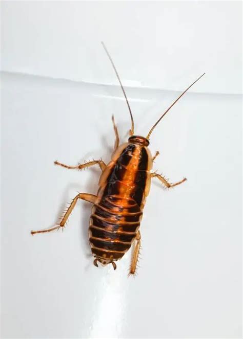 What is an Albino Roach or White Roach? How to Identify and Get Rid of Them - How I Get Rid Of